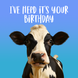 I've Herd It's Your Birthday Funny Cow Card