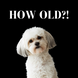 How Old?! Funny Dog Birthday Card