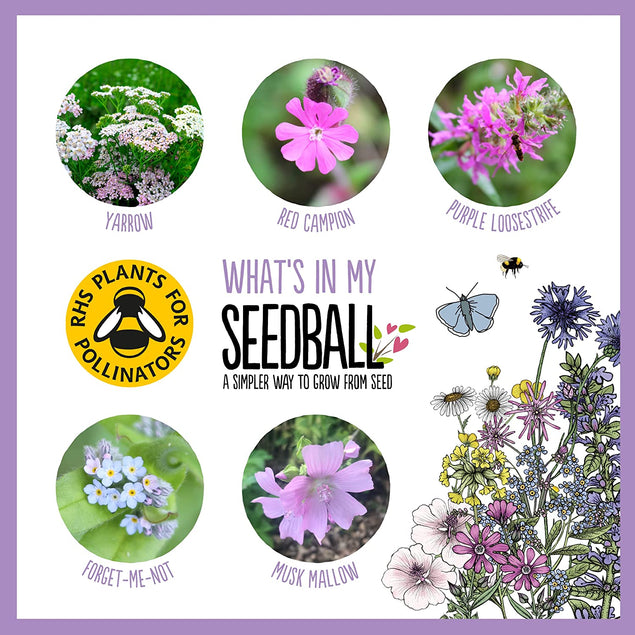 Seedball 3 Tin Giftbox