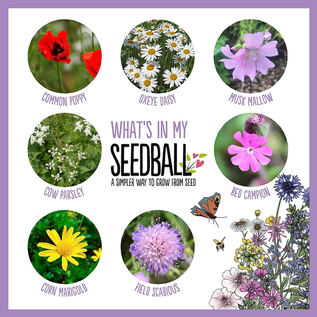 Seedball 3 Tin Giftbox