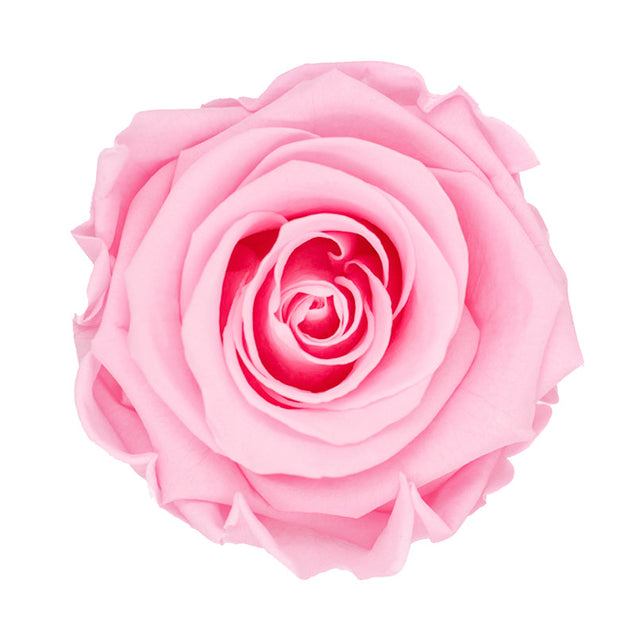 Pink Eternity Rose Head In Confetti Surprise Box