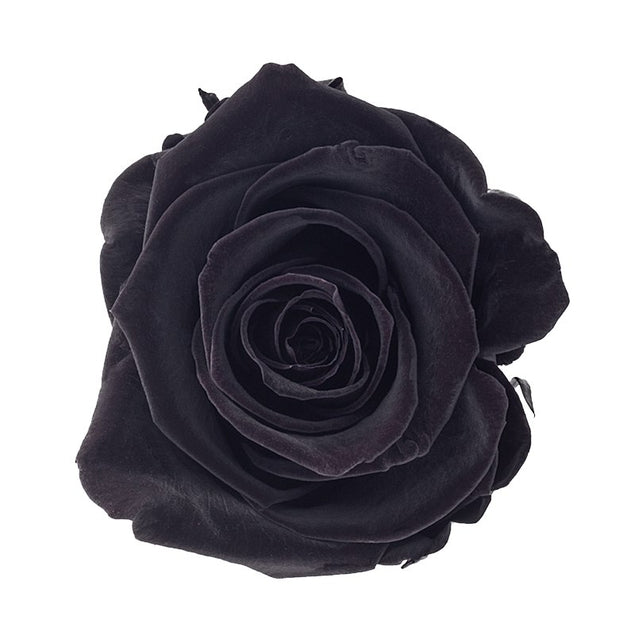 Confetti-Exploding Eternity Rose Box - Black