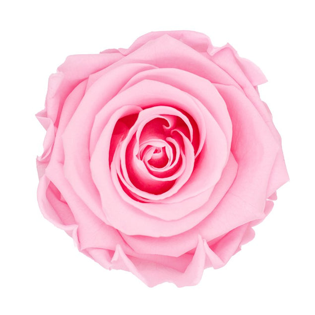 Confetti-Exploding Eternity Rose Box - Pink