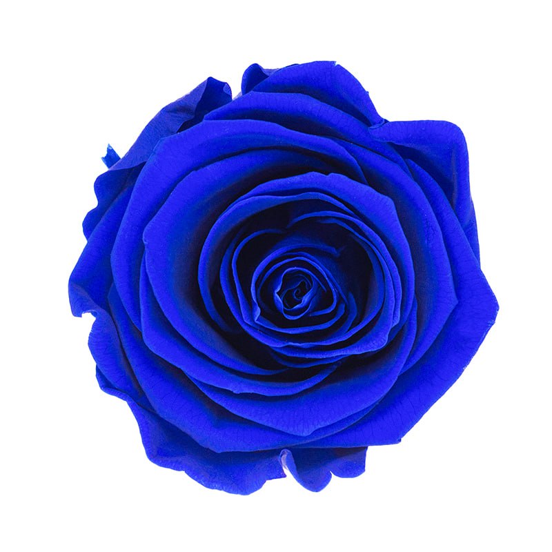 Blue Eternity Rose Head In Confetti Surprise Box – Boomf