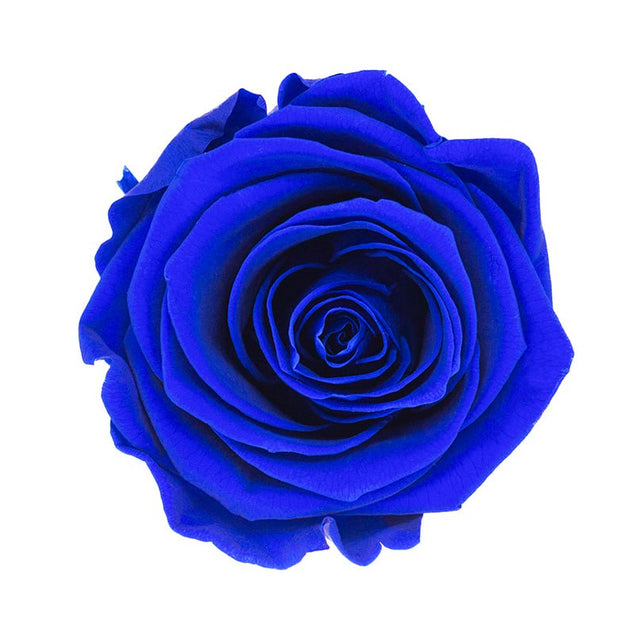 Blue Eternity Rose Head In Confetti Surprise Box