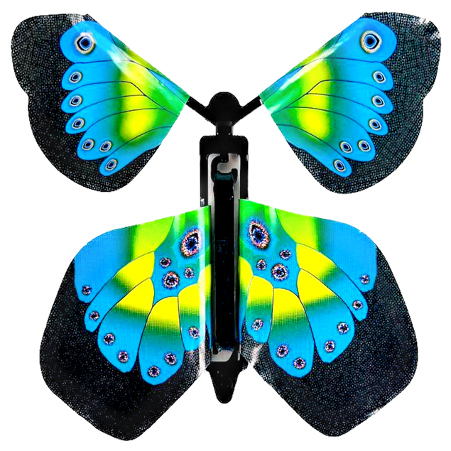 Peacock Butterfly