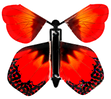 Sunset Butterfly