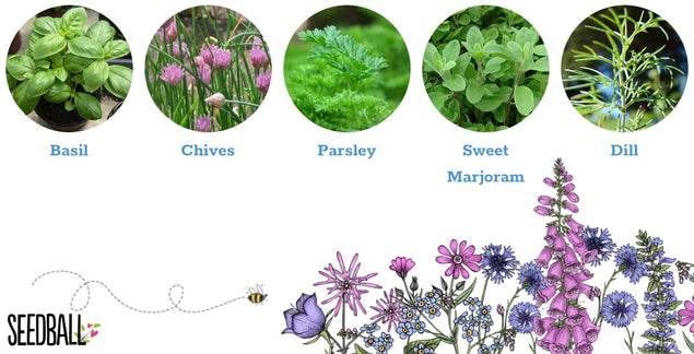 'I could really use a Drink' Planter and Seedball Set