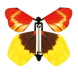 Sunrise Butterfly