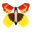 Sunrise Butterfly