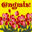 Yellow Background Tulips Congrats Confetti-exploding Greetings Card