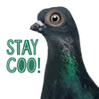 Pigeon Stay Coo Confetti-exploding Greetings Card
