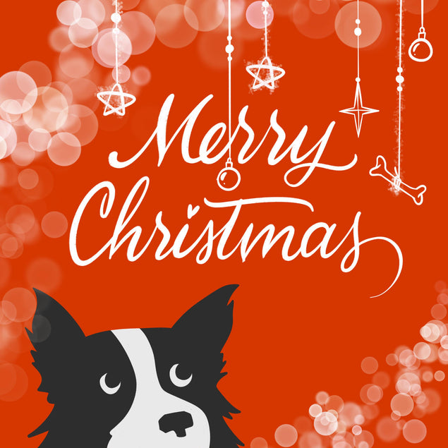 Merry Christmas Cute Border Collie And A Bone Confetti-exploding Greetings Card