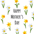 Happy Mother's Day Daffodils  - 1