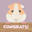 Congrats Cute Guinea Pig