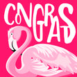 Congrats Flamingo