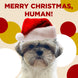 Merry Christmas Human Shih-Tzu Wearing Santa Hat Card