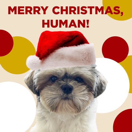 Merry Christmas Human Shih-Tzu Wearing Santa Hat Card