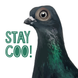 Pigeon Stay Coo Card