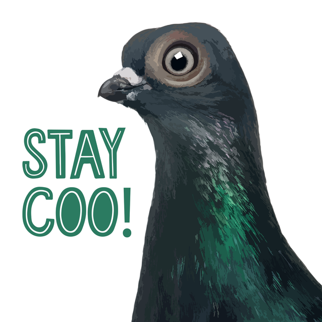Pigeon Stay Coo - 1