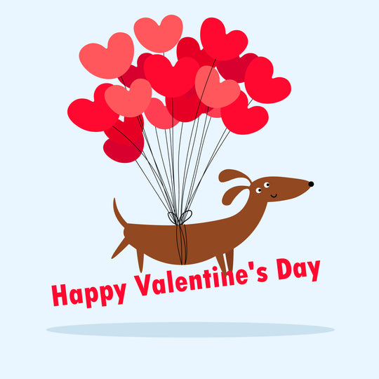 Happy Valentine's Day Dachshund And Balloons Card