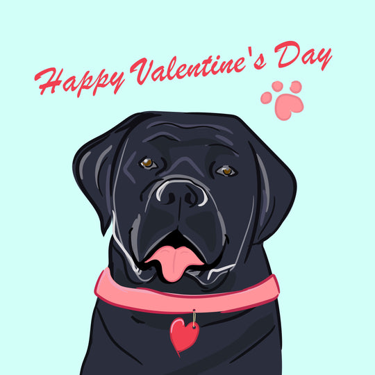 Black Labrador Happy Valentine's Day Card