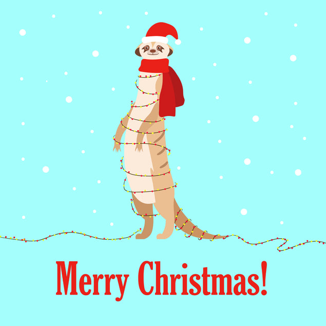 Merry Christmas Meerkat Tangled In Christmas Lights Card Season_Christmas Seo_Meerkat