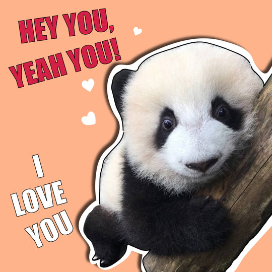 Panda I Love You Valentine's Card