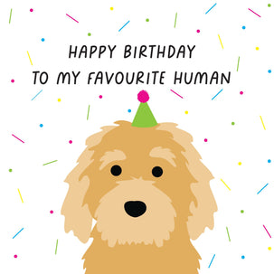 Happy Birthday To My Favourite Human Lagotto Romagnolo Card